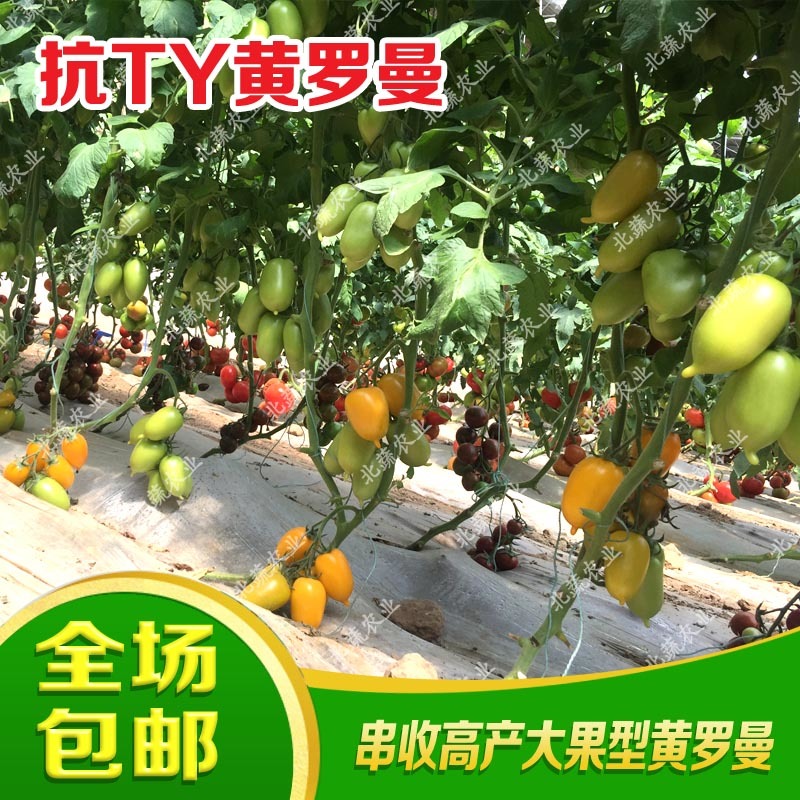 黄罗曼小番茄种子单果120克左右大果好吃口感好耐运输北蔬