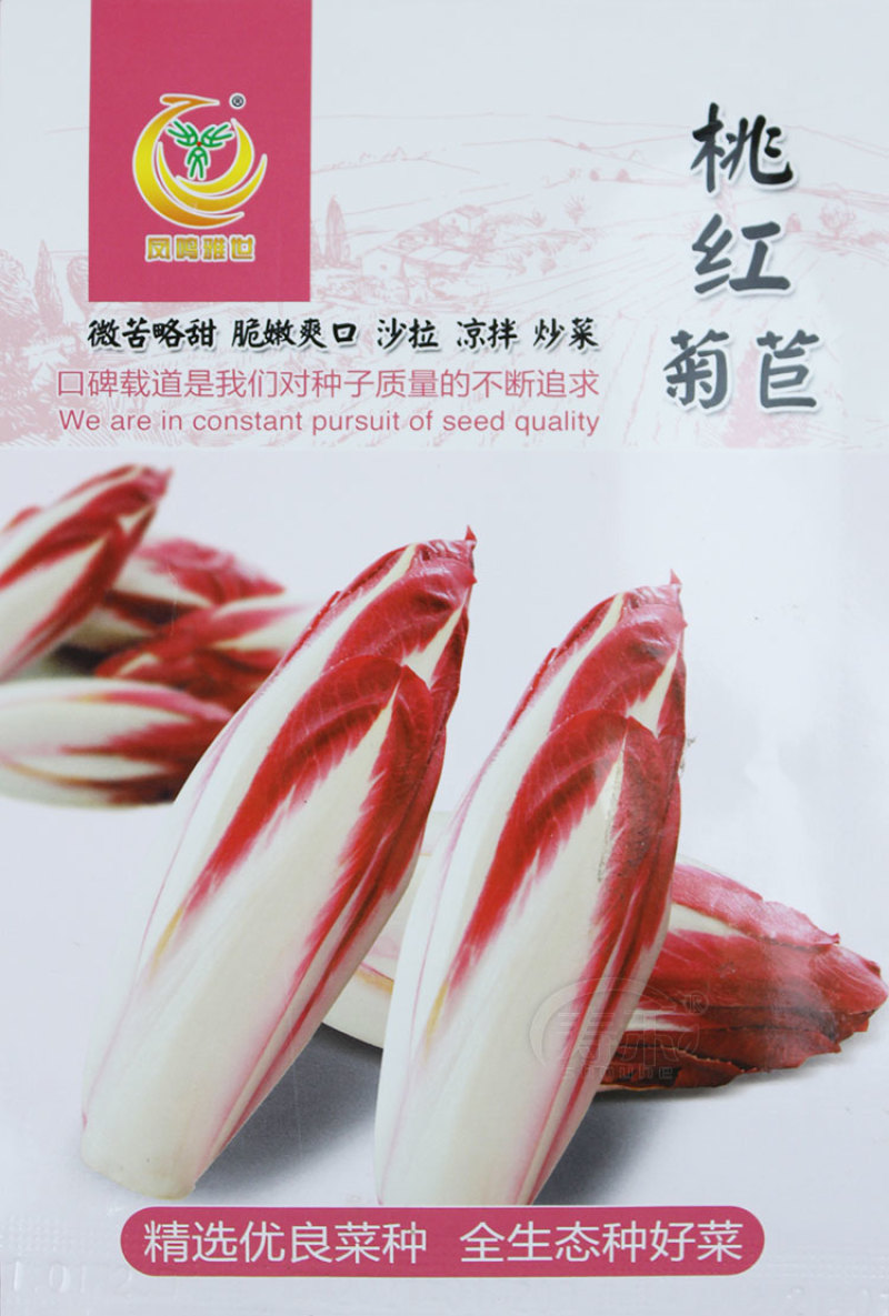 软化菊苣种子四季阳台蔬菜