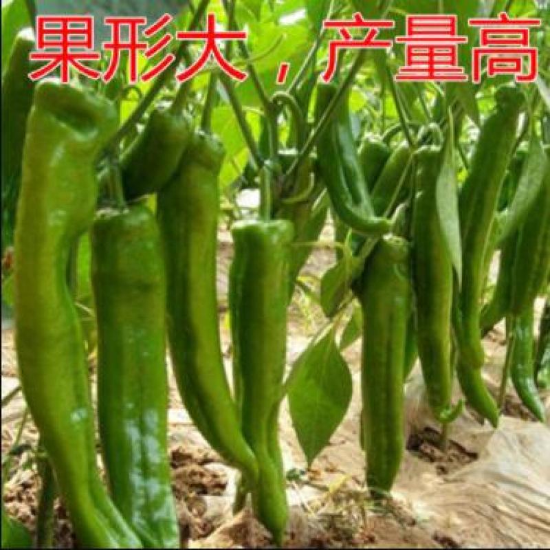 麻椒苗大果麻椒苗皱皮椒苗产量高薄皮泡椒苗