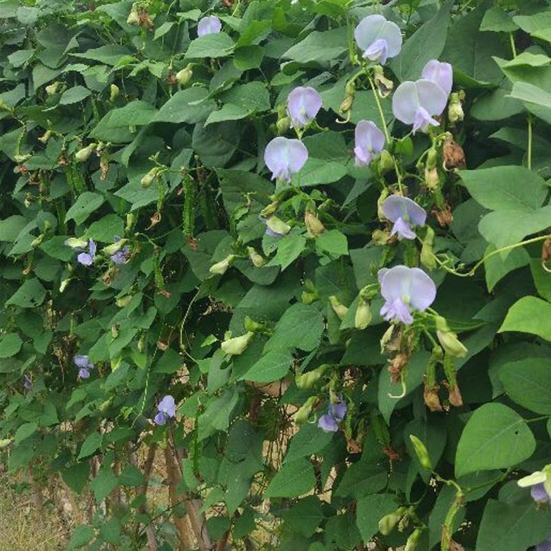 四棱豆种子苗秧豆角四角皇帝豆种籽四季蔬菜菜籽孑龙豆四棱豆