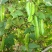 四棱豆种子苗秧豆角四角皇帝豆种籽四季蔬菜菜籽孑龙豆四棱豆