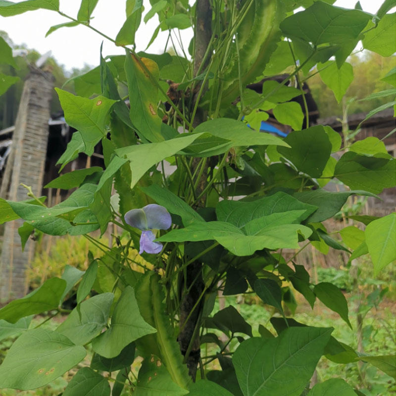 四棱豆种子苗秧豆角四角皇帝豆种籽四季蔬菜菜籽孑龙豆四棱豆