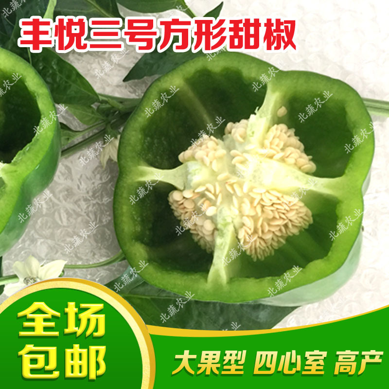 太空椒种子好吃圆椒种籽丰悦三号太空椒大果露天拱棚种植