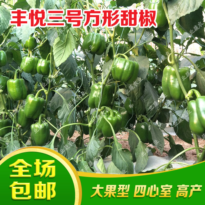 太空椒种子好吃圆椒种籽丰悦三号太空椒大果露天拱棚种植