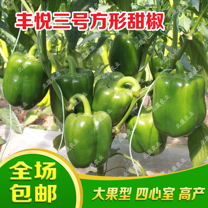 太空椒种子好吃圆椒种籽丰悦三号太空椒大果露天拱棚种植