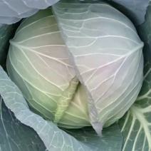 甘蓝扁包菜河南南阳扁包，单颗3-5斤。基地直销