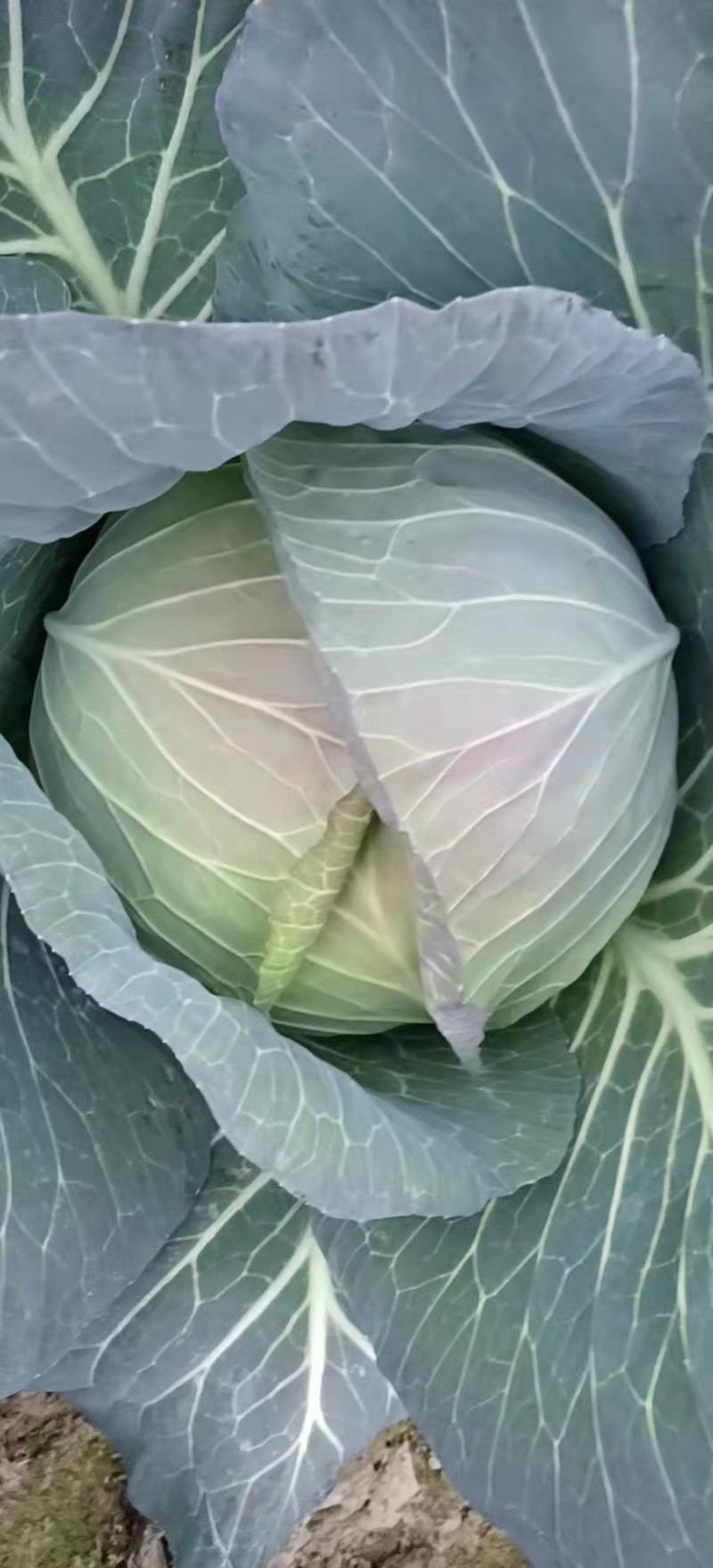 甘蓝扁包菜河南南阳扁包，单颗3-5斤。基地直销