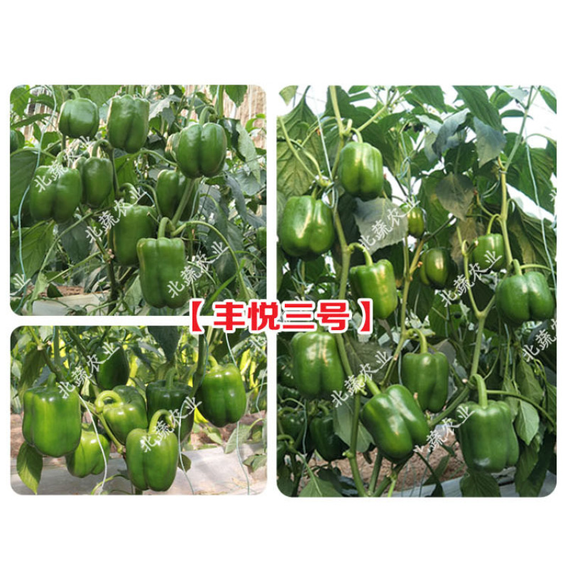 太空椒种子好吃圆椒种籽丰悦三号太空椒大果露天拱棚种植