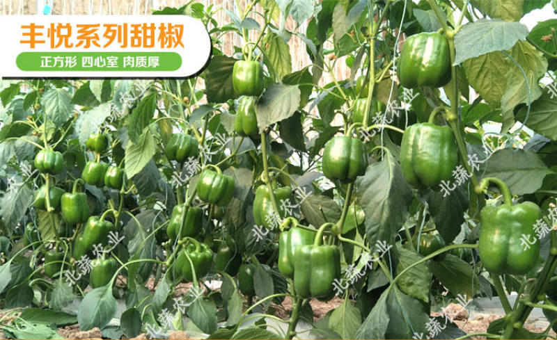 太空椒种子好吃圆椒种籽丰悦三号太空椒大果露天拱棚种植