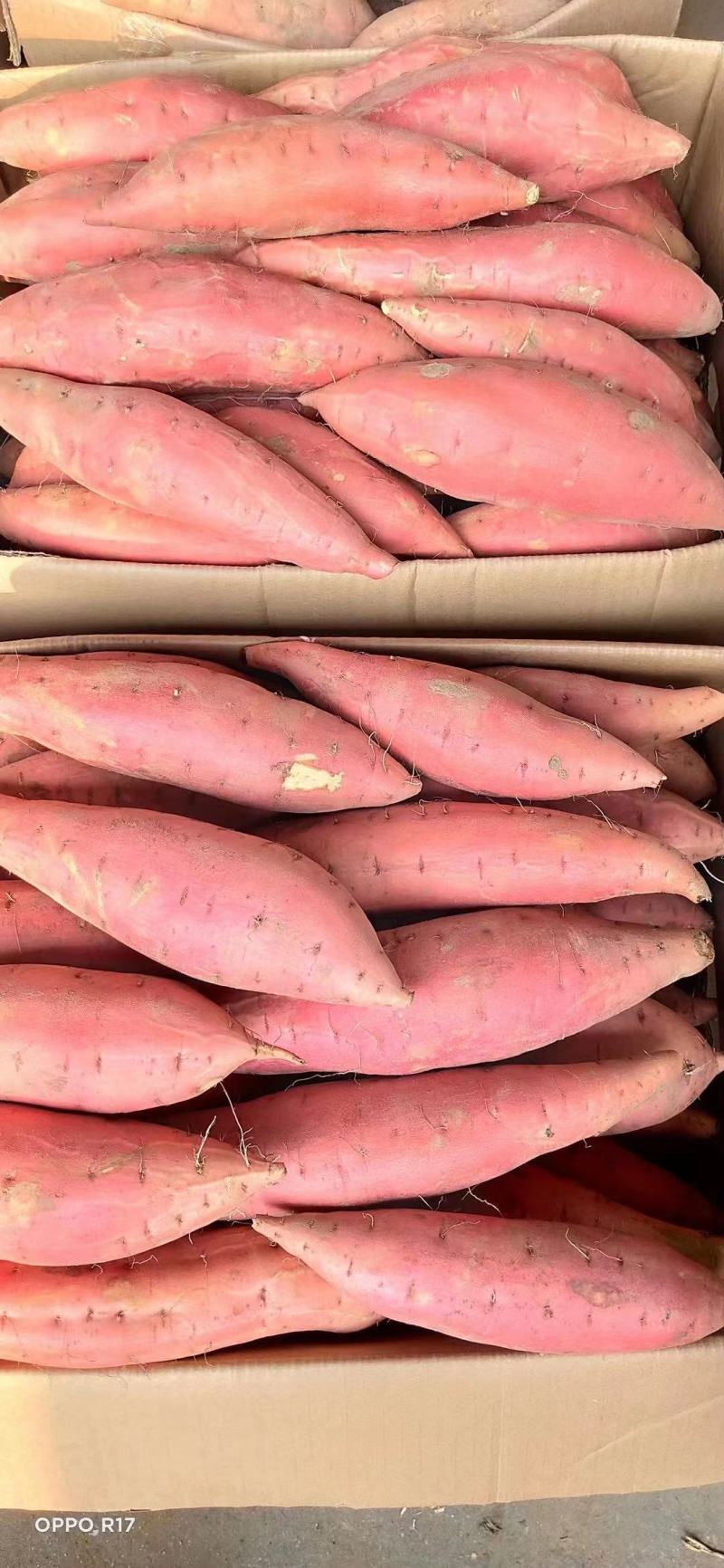 【包邮】一件代发山东烟薯25糖心红薯品质保证欢迎下单