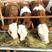 夏洛莱牛养殖基地直发买10头送1头全国免费运输送饲料