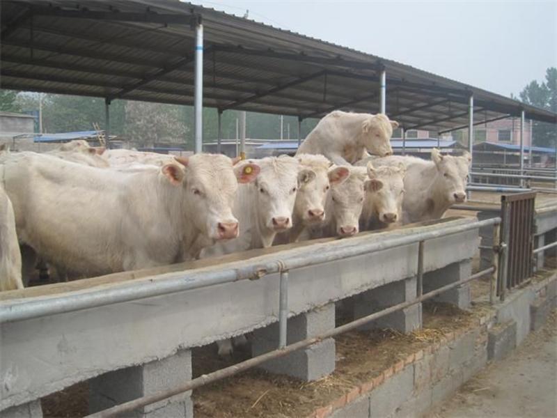 夏洛莱牛养殖基地直发买10头送1头全国免费运输送饲料