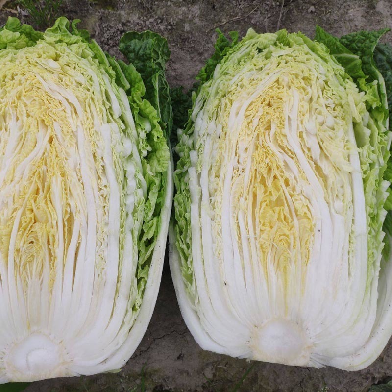 大白菜种子早熟春黄1杂交白菜种子外叶绿心嫩黄口感好包球紧