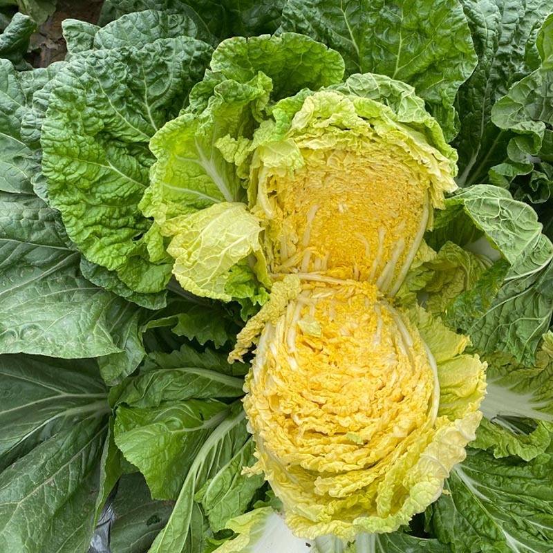 大白菜种子早熟春黄1杂交白菜种子外叶绿心嫩黄口感好包球紧