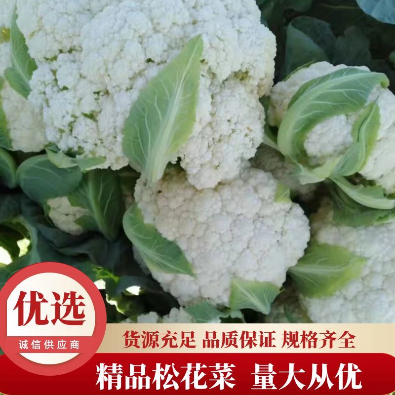 云南高原绿杆有机花菜，精品松花，量大从优。