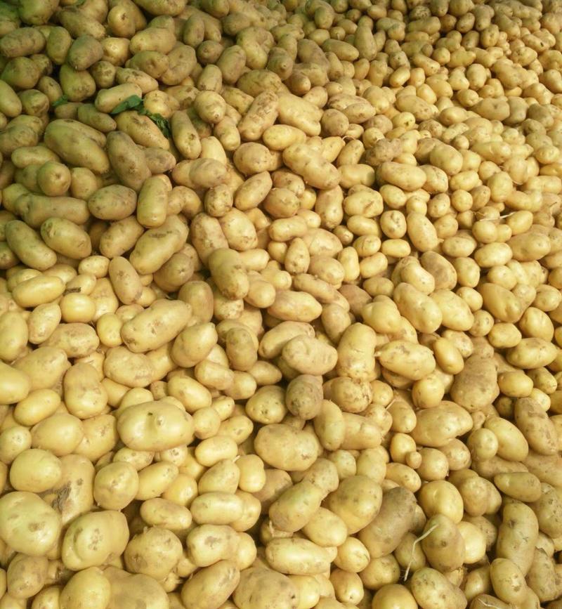 山东土豆优质荷兰十五土豆新货上市，规格齐全，代发全国市场
