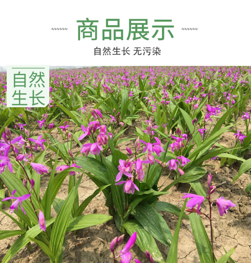 （基地直供）正宗秦岭新鲜现挖三叉紫花旱小白芨批发价中药材