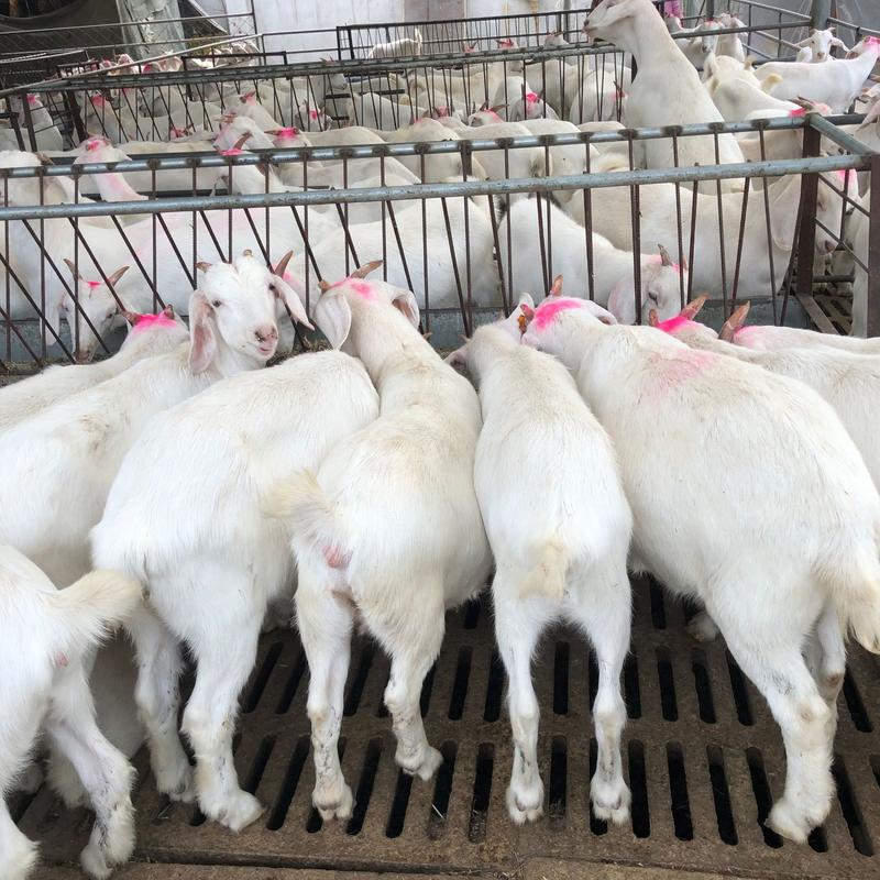 黑山羊活羊纯种黑山羊家养肉羊怀孕母羊基地直销全国发货