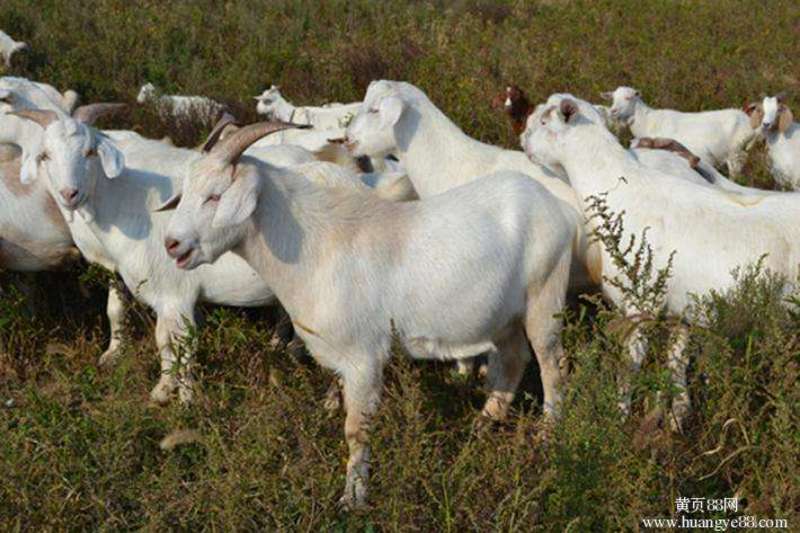 白山羊活羊家养小羊羔怀孕母羊纯种美国白山羊成年种羊