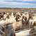 白山羊活羊家养小羊羔怀孕母羊纯种美国白山羊成年种羊