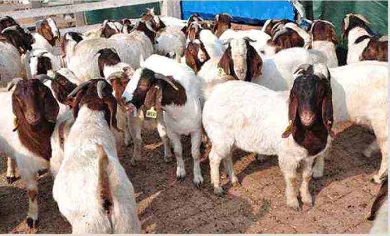 黑山羊活羊厂家直供买10送1免费送货上门包技术包养活