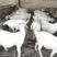 黑山羊活羊厂家直供买10送1免费送货上门包技术包养活