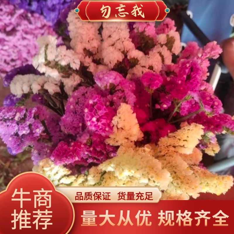 【勿忘我】昆明鲜花基地直供按斤卖颜色齐全新鲜