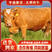 优质肉牛苗品种齐全买10送2全国免费送货上门包成活