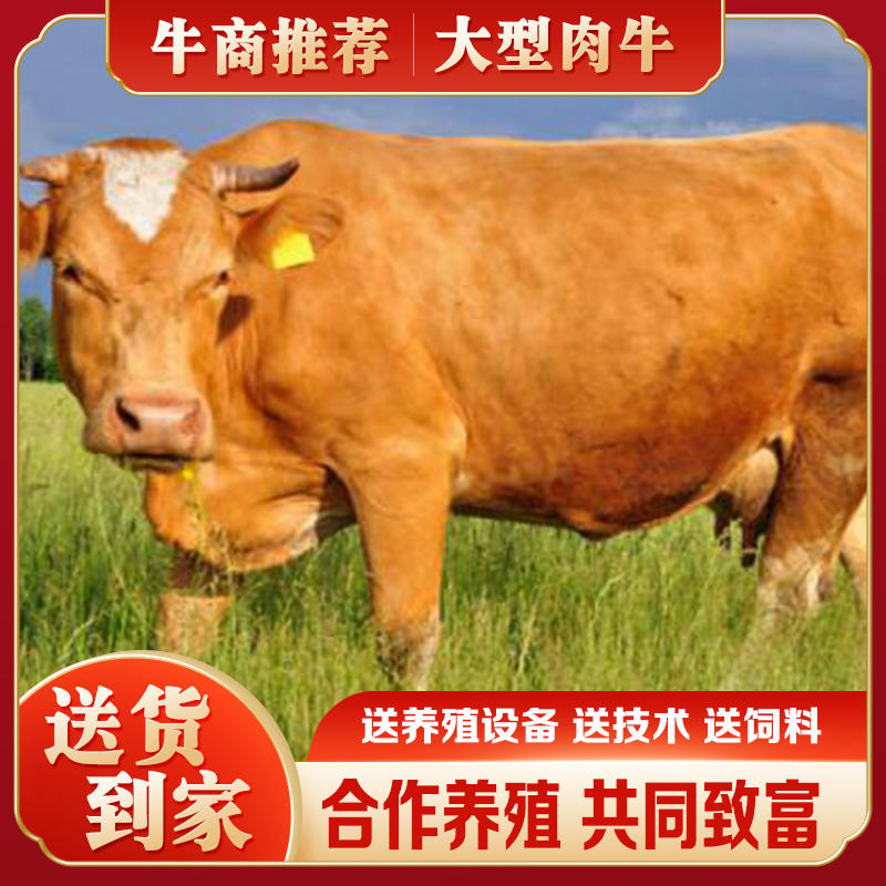 优质肉牛苗品种齐全买10送2全国免费送货上门包成活