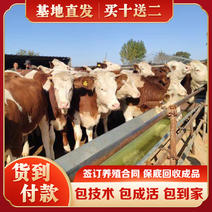 牛犊子肉牛犊养殖基地包成活包技术指导免费送货上门