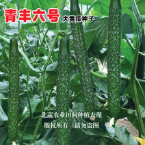 黄瓜种子好吃强雌青丰六号大黄瓜种籽耐寒耐热露天大棚种植