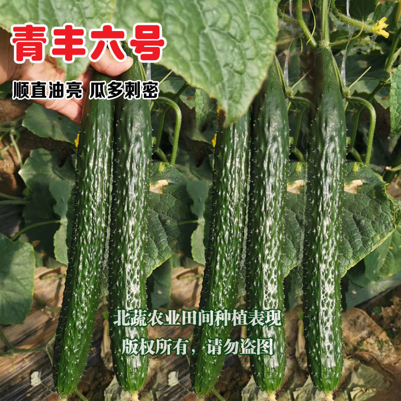 黄瓜种子好吃强雌青丰六号大黄瓜种籽耐寒耐热露天大棚种植
