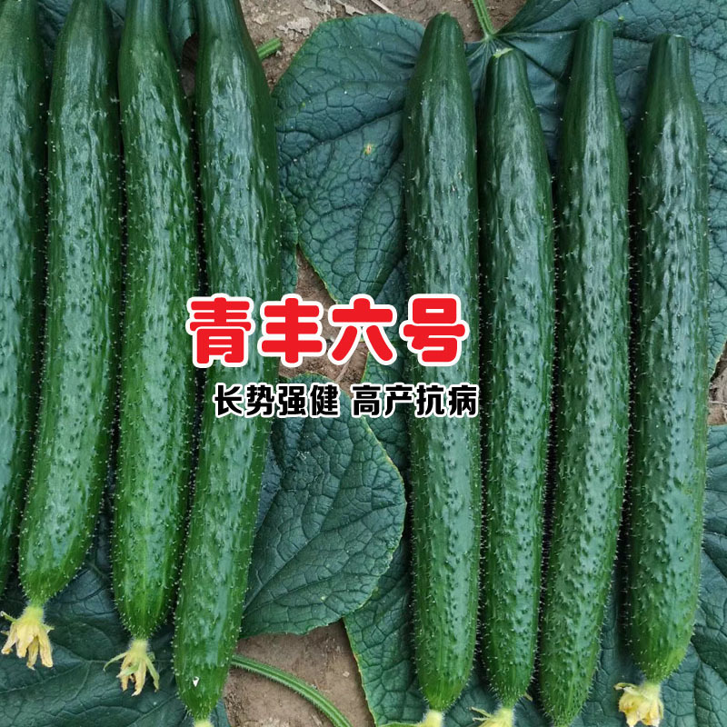黄瓜种子好吃强雌青丰六号大黄瓜种籽耐寒耐热露天大棚种植