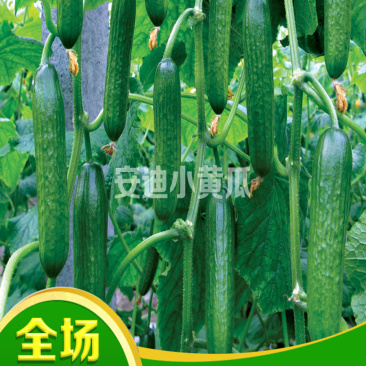 小黄瓜种子全雌水果黄瓜种籽好吃安迪小青瓜种