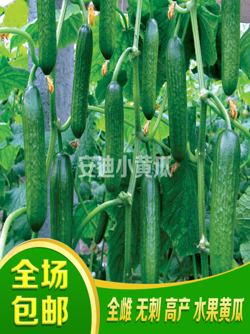 小黄瓜种子全雌水果黄瓜种籽好吃安迪小青瓜种