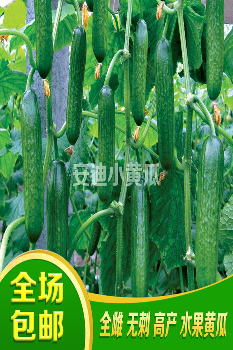 小黄瓜种子全雌水果黄瓜种籽好吃安迪小青瓜种