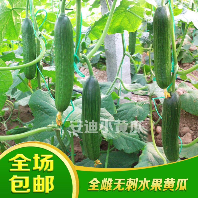 小黄瓜种子全雌水果黄瓜种籽好吃安迪小青瓜种