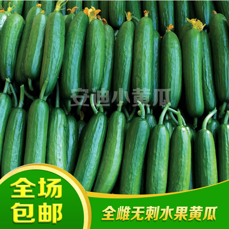 小黄瓜种子全雌水果黄瓜种籽好吃安迪小青瓜种