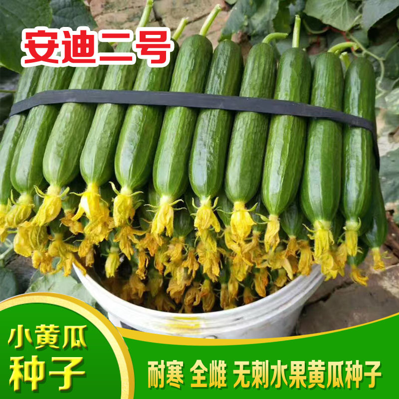 小黄瓜种子全雌水果黄瓜种籽好吃安迪小青瓜种