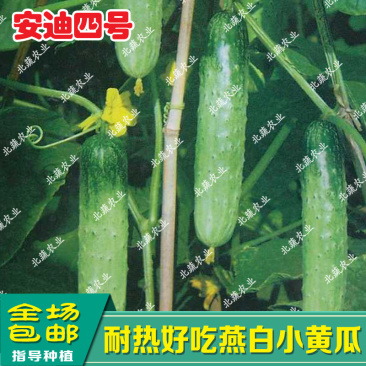 旱黄瓜种子燕白黄瓜种籽安迪四号好吃小黄瓜种露天大棚