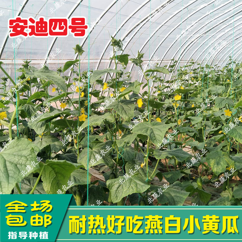 旱黄瓜种子燕白黄瓜种籽安迪四号好吃小黄瓜种露天大棚
