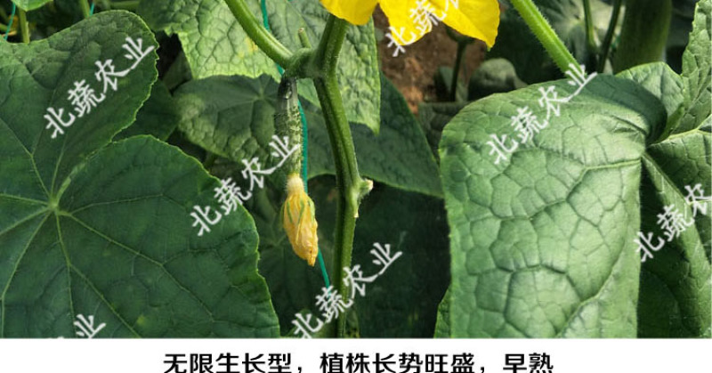 旱黄瓜种子燕白黄瓜种籽安迪四号好吃小黄瓜种露天大棚