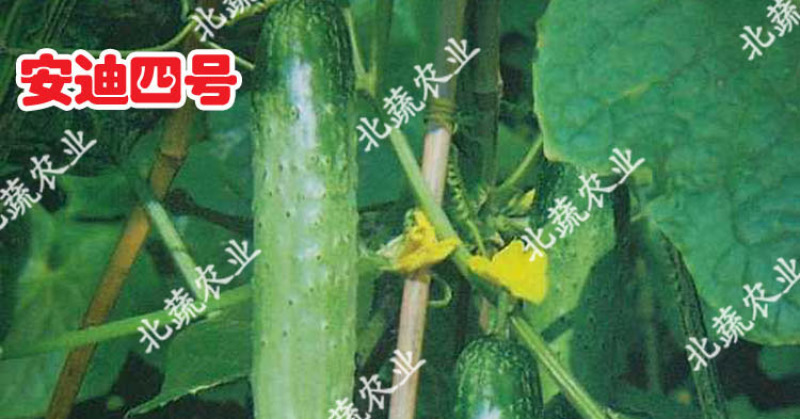 旱黄瓜种子燕白黄瓜种籽安迪四号好吃小黄瓜种露天大棚