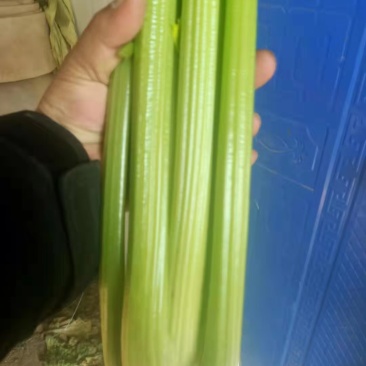 山东菏泽西芹基地直供大量有货品质保证一手货源