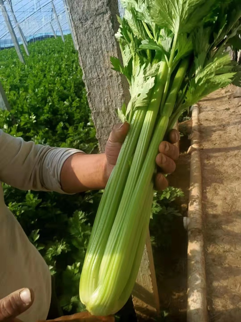 山东菏泽西芹基地直供大量有货品质保证一手货源
