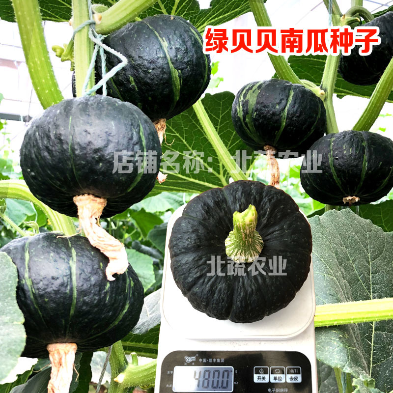 贝贝南瓜种子超甜绿贝贝小南瓜种籽四季甜面糯露天大棚种植