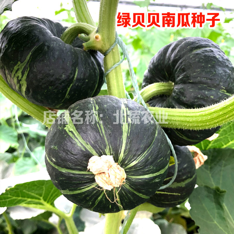 贝贝南瓜种子超甜绿贝贝小南瓜种籽四季甜面糯露天大棚种植