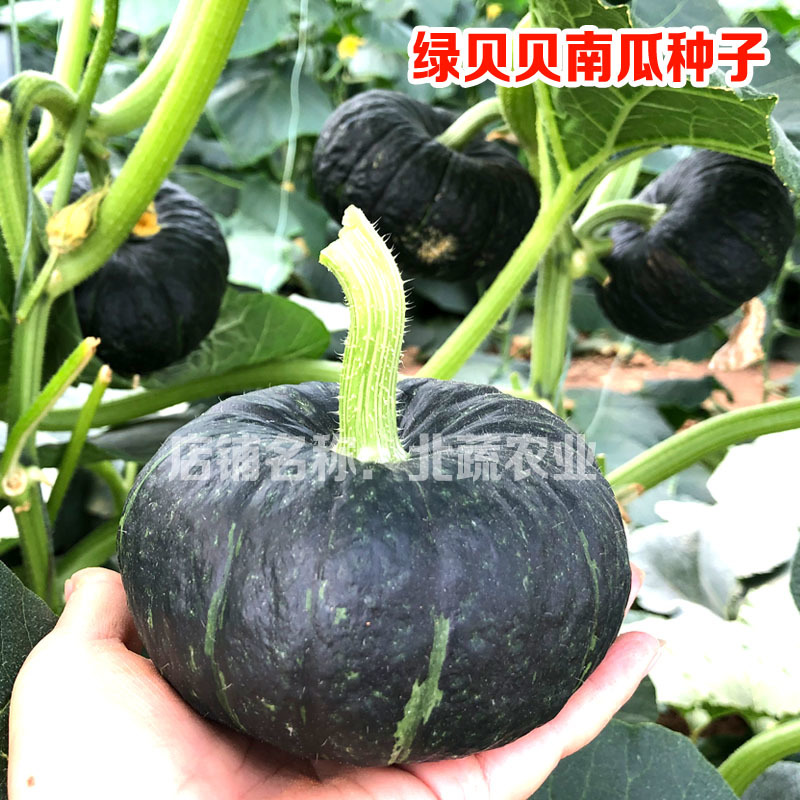 贝贝南瓜种子超甜绿贝贝小南瓜种籽四季甜面糯露天大棚种植