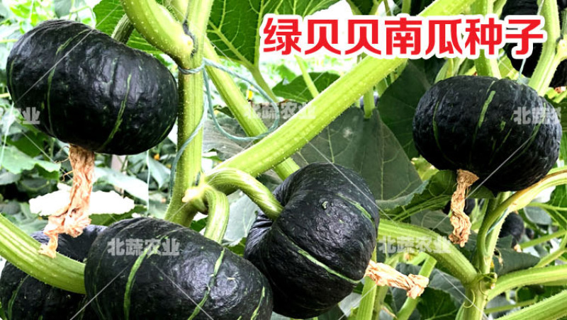 贝贝南瓜种子超甜绿贝贝小南瓜种籽四季甜面糯露天大棚种植
