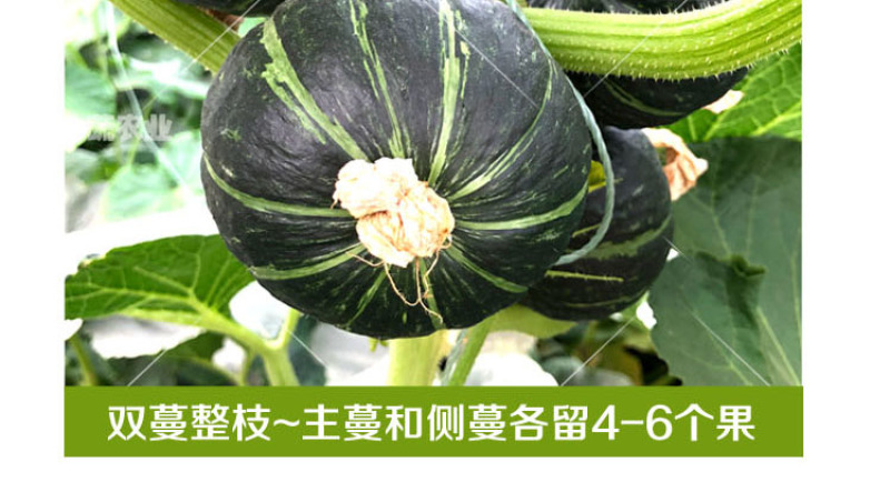 贝贝南瓜种子超甜绿贝贝小南瓜种籽四季甜面糯露天大棚种植
